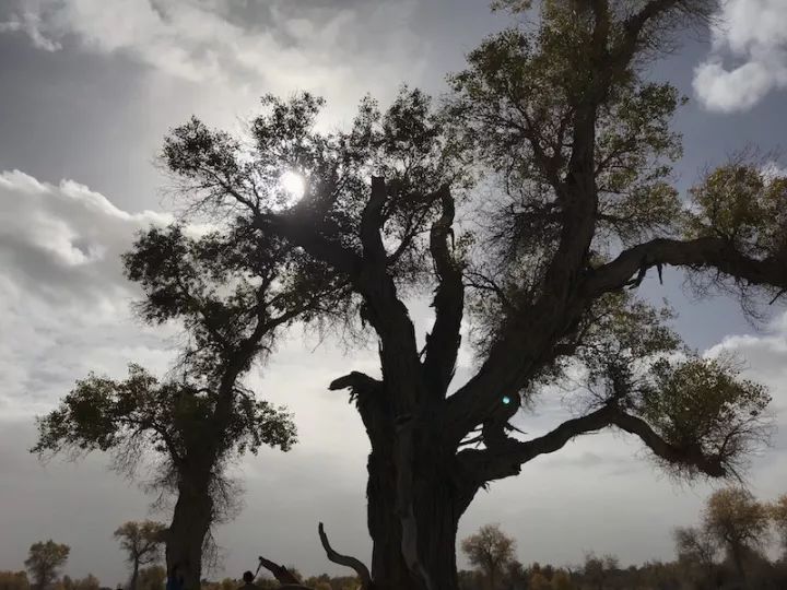 逃离阴雨缠绵的上海,说走就走的3日*疆新**胡杨游你想试试吗?|附攻略