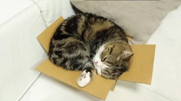 俊介犬舍推荐,俊介犬猫