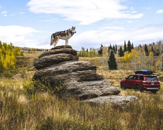 俊介犬舍推荐,俊介犬猫