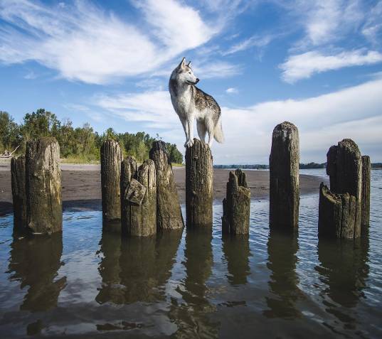 俊介犬舍推荐,俊介犬猫