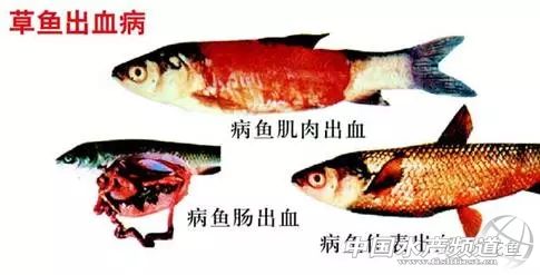 鱼类出血病复发的原因,一文读懂鲨鱼鳍结构