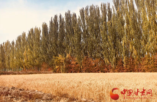 沙产业理论忠实践行者挑战荒漠的大漠之子——人物特写:治沙模范柴在军和他的大漠紫光