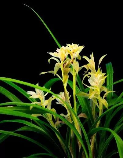 毕节四大名品兰花,毕节最好的兰花是哪一种