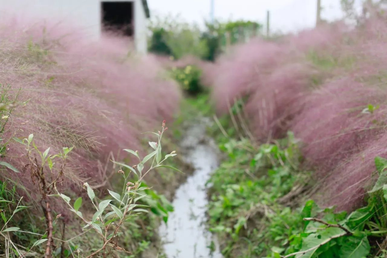 花田里逛了3小时，花材、花束、年度美照都有了