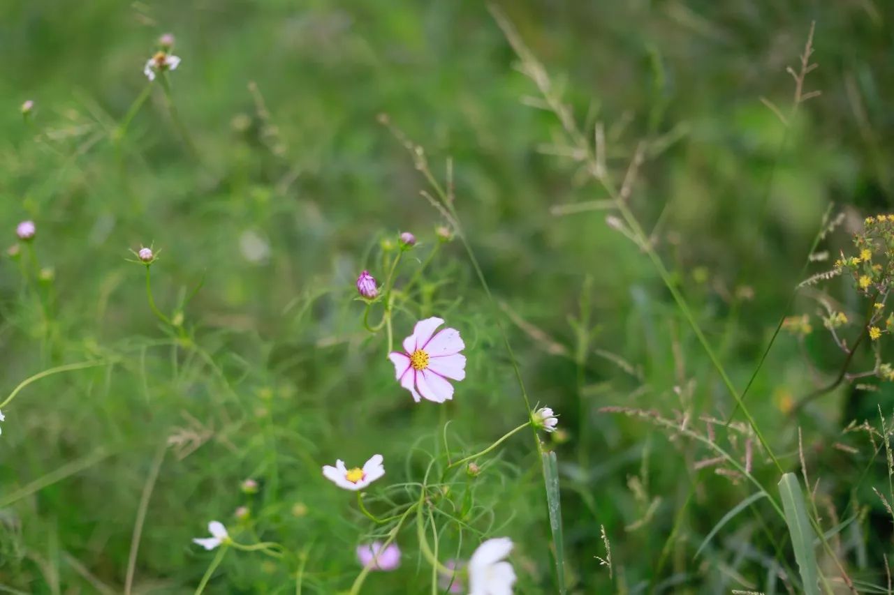 花田里逛了3小时，花材、花束、年度美照都有了