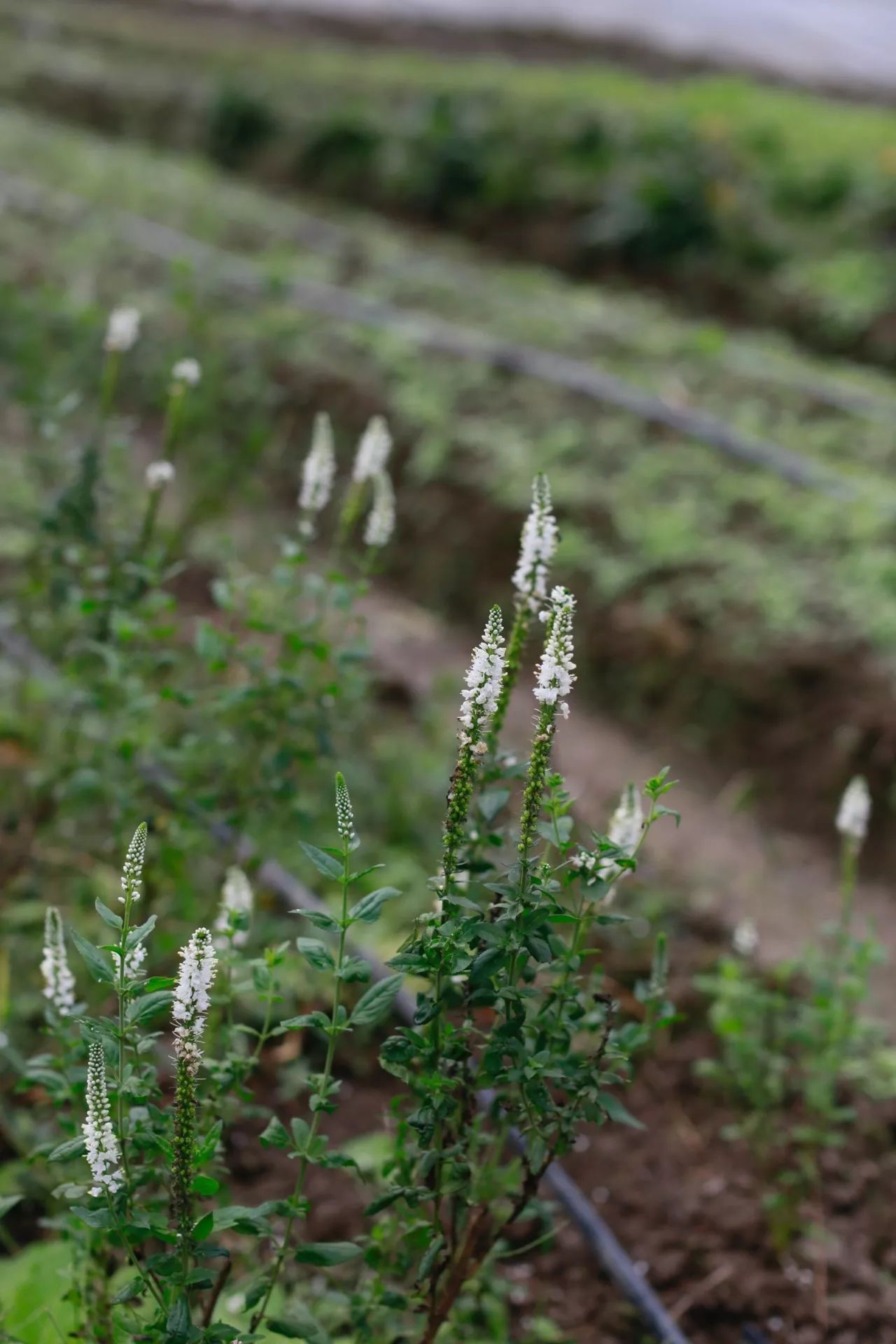 花田里逛了3小时，花材、花束、年度美照都有了