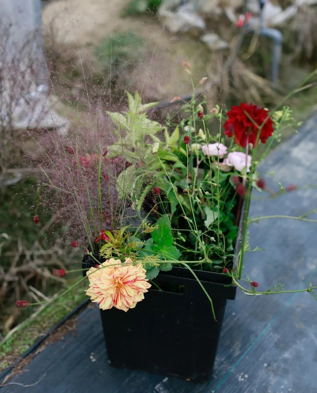 花田里逛了3小时，花材、花束、年度美照都有了