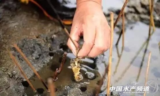 虾类有几千种，你又认识几种？