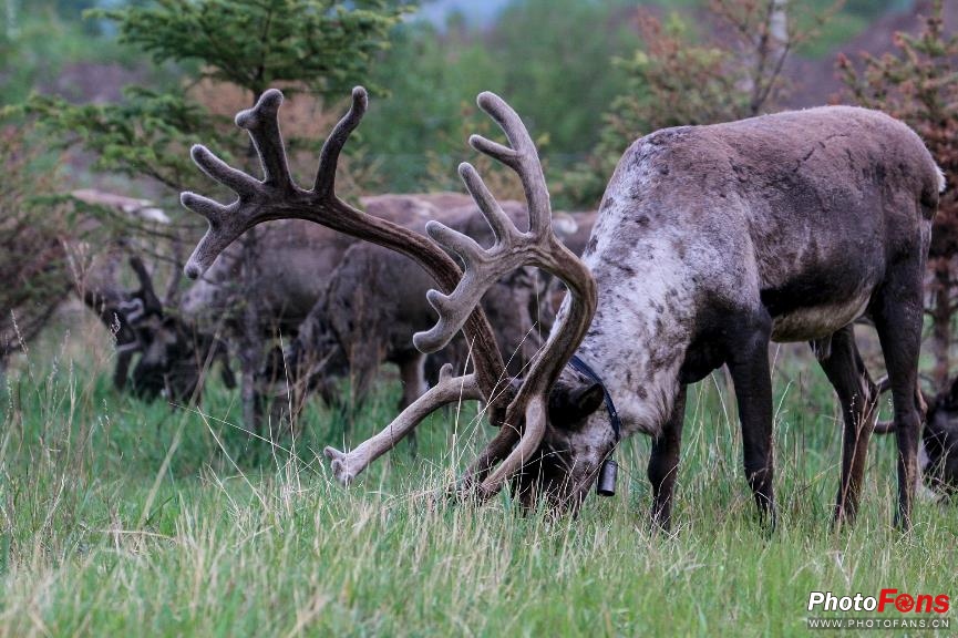 全能旅行机EOS80D探秘最后的使鹿部落