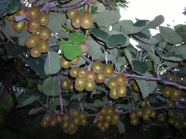 幸福美丽新村建设内容,建设幸福美丽新村的方案