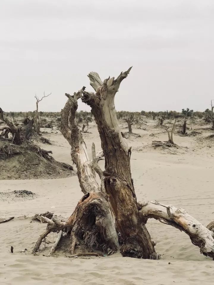 逃离阴雨缠绵的上海，说走就走的3日*疆新**胡杨游你想试试吗？｜附攻略