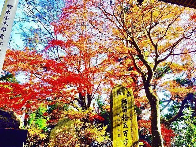 又是一年赏枫季,又是一年赏秋季