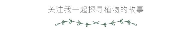 花田里逛了3小时，花材、花束、年度美照都有了