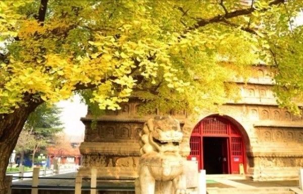 「夜读」“北平之秋便是人间天堂!”秋天的北京美成这样,难怪老舍如此盛赞……(有声朗读)