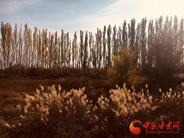 沙产业理论忠实践行者挑战荒漠的大漠之子——人物特写:治沙模范柴在军和他的大漠紫光