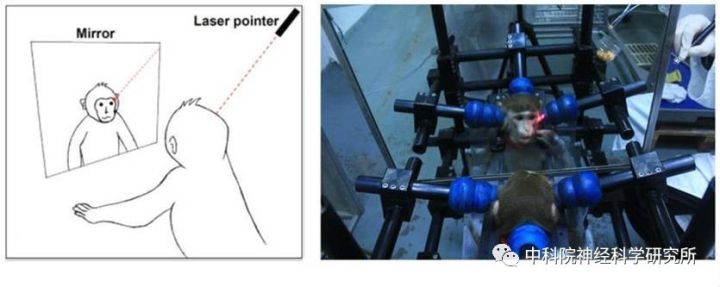 悟空显神通和弄神通哪个准确,悟空荧光重涂
