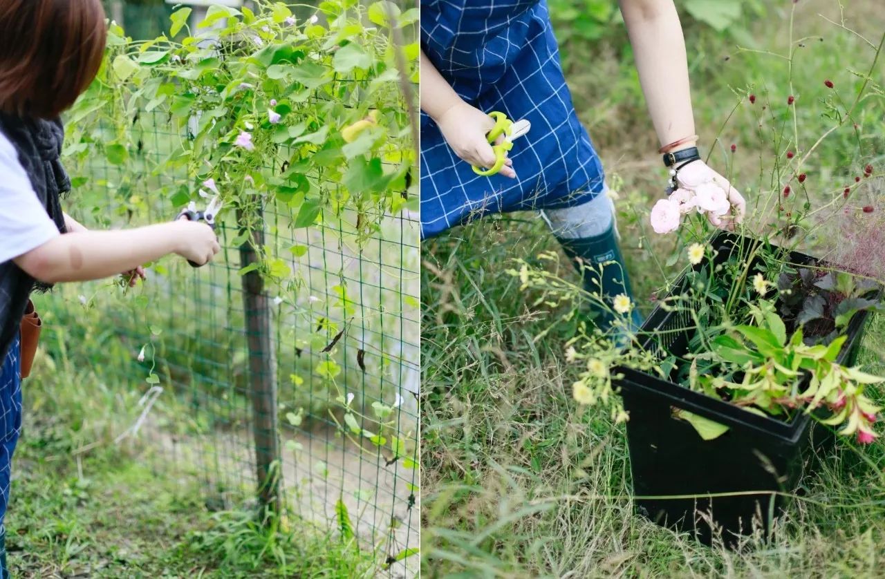 花田里逛了3小时，花材、花束、年度美照都有了