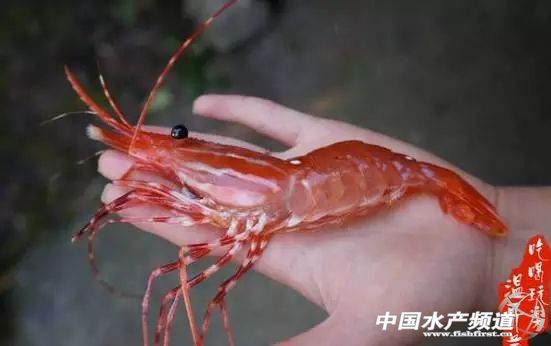 虾类有几千种，你又认识几种？