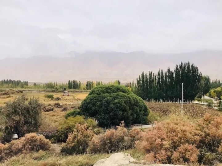 逃离阴雨缠绵的上海,说走就走的3日*疆新**胡杨游你想试试吗?|附攻略