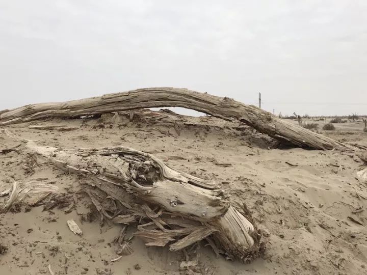 逃离阴雨缠绵的上海,说走就走的3日*疆新**胡杨游你想试试吗?|附攻略