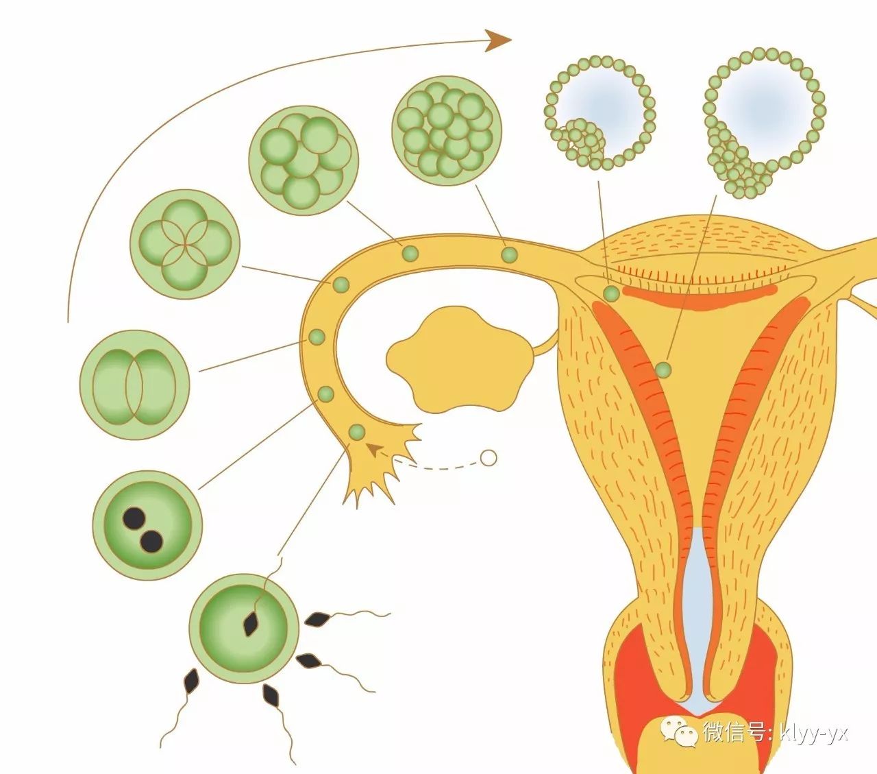 检查|从未孕到分娩,子宫的每一步变化,原来这么牛