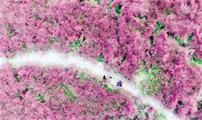 「1041新闻眼」稀罕！郑州龙湖罕见粉红色“草原”！