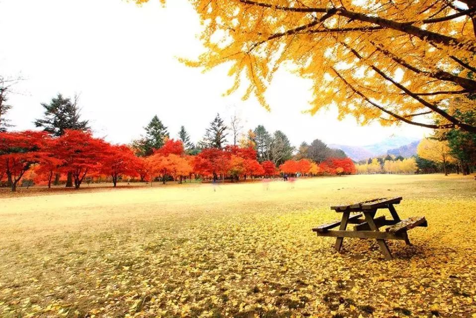 又是一年赏枫季,又是一年赏秋季