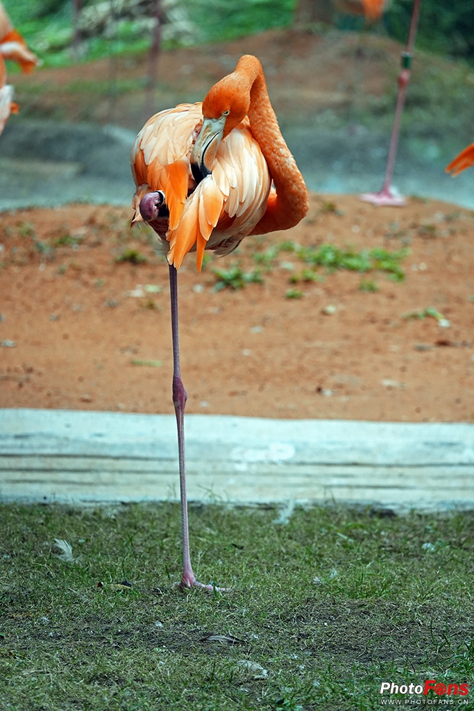 索尼黑卡rx10m4测评,索尼黑卡rx10五代