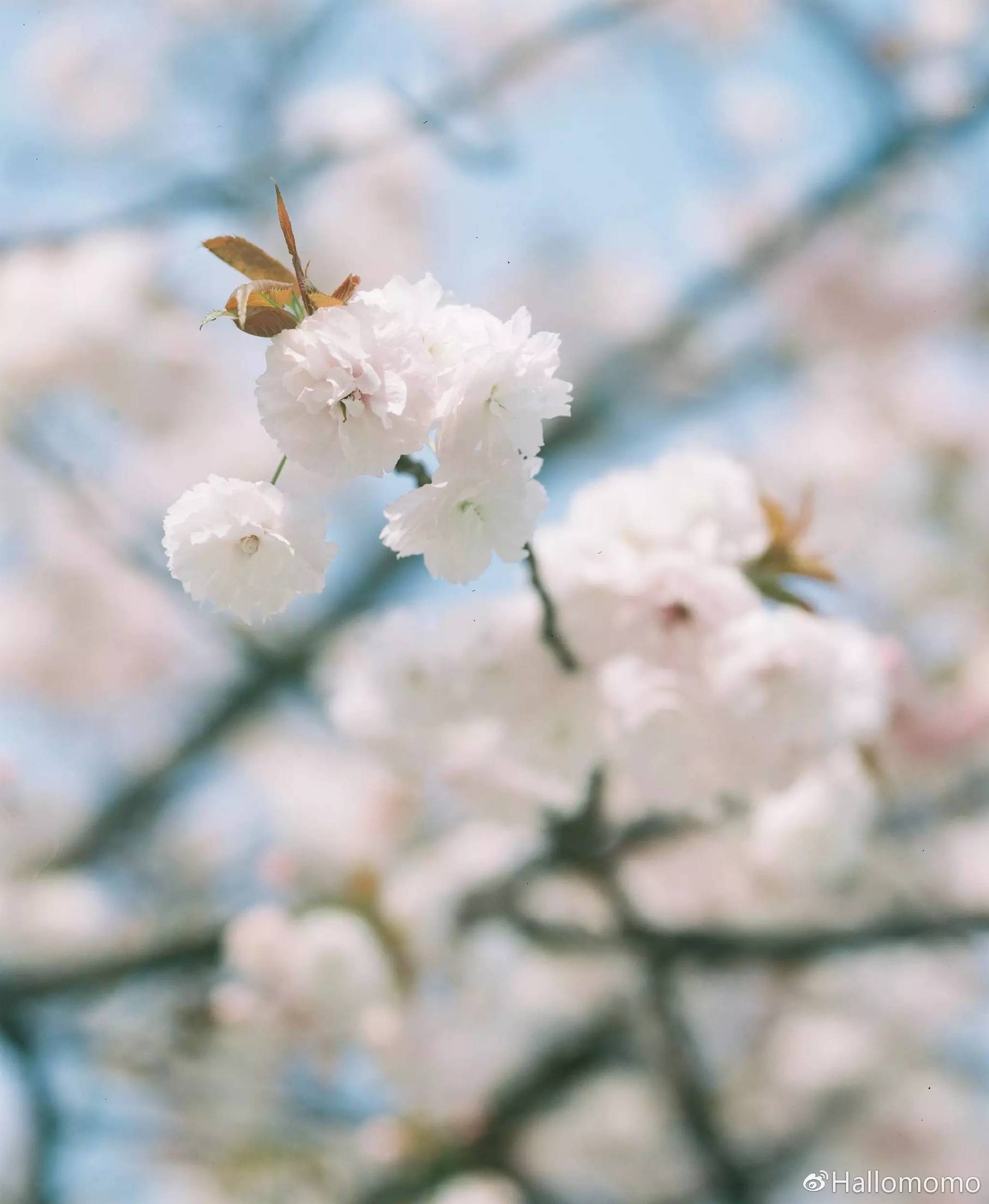 那些年我玩过的胶片机,旁轴胶片机推荐