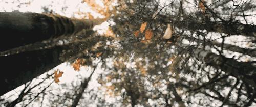 「夜读」“北平之秋便是人间天堂!”秋天的北京美成这样,难怪老舍如此盛赞……(有声朗读)