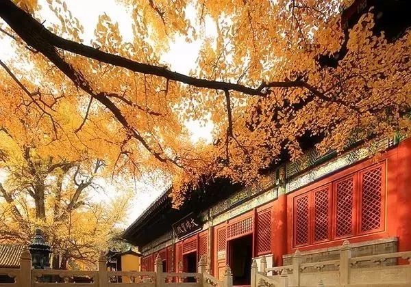 「夜读」“北平之秋便是人间天堂!”秋天的北京美成这样,难怪老舍如此盛赞……(有声朗读)