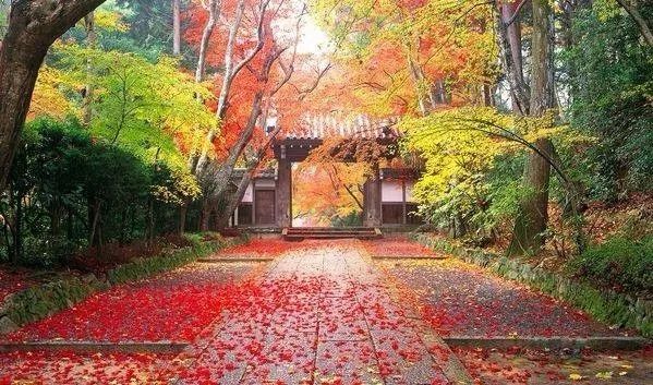 「夜读」“北平之秋便是人间天堂!”秋天的北京美成这样,难怪老舍如此盛赞……(有声朗读)