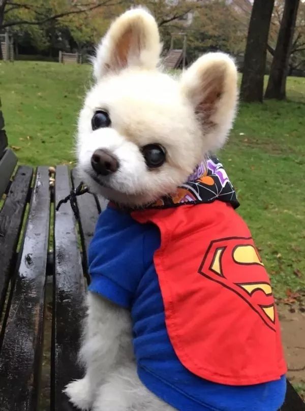 俊介犬舍推荐,俊介犬猫