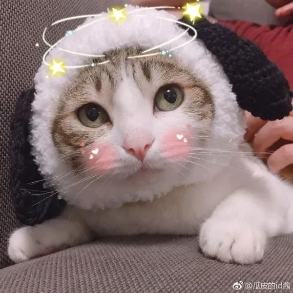 俊介犬舍推荐,俊介犬猫