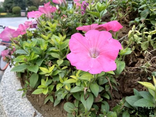 红米5a深度评价,怎样购买599元的红米5a