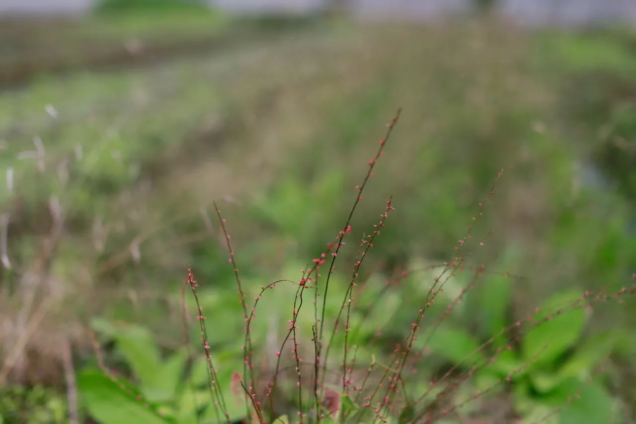 花田里逛了3小时，花材、花束、年度美照都有了