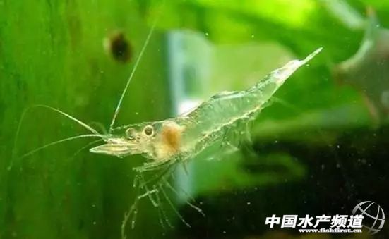 虾类有几千种，你又认识几种？