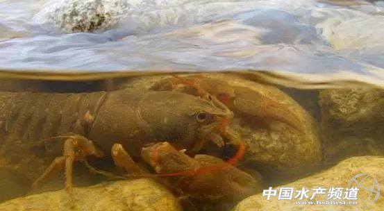 虾类有几千种，你又认识几种？