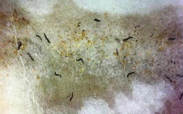 过滤棉上出现的小虫叫什么,过滤棉黑色的虫子爆发解决方法