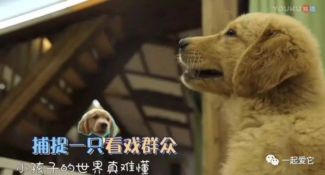 有宝宝养狗需要注意什么,养狗知识大全养什么狗最好