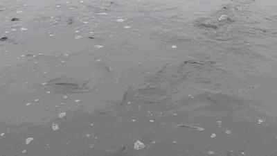 80后小伙返乡养泥鳅莲藕年入百万,80后小伙养泥鳅年销7千万