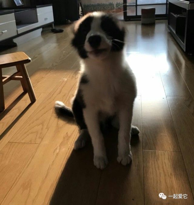 瀹犵埍鏁呬簨,瀹犵埍鏁呬簨灏忚鏍″洯