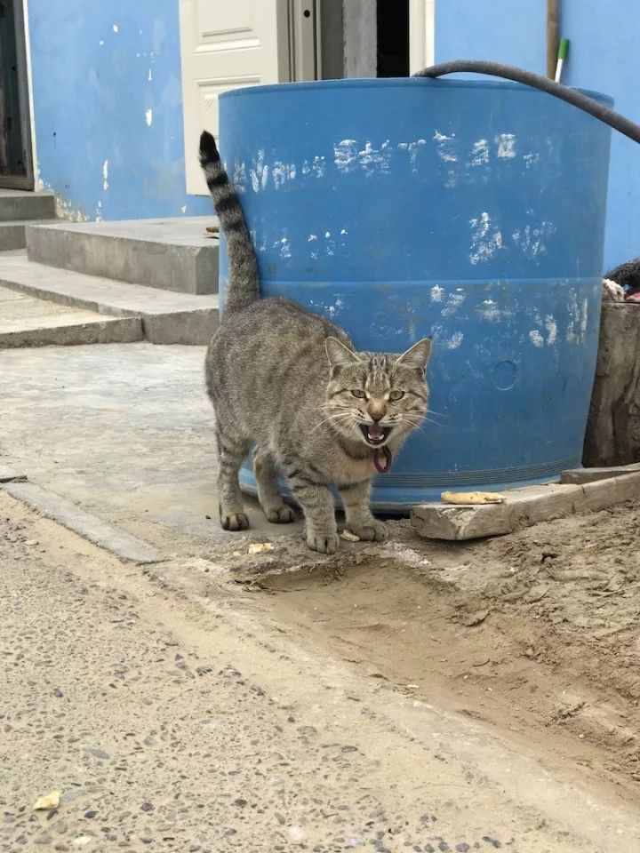 逃离阴雨缠绵的上海,说走就走的3日*疆新**胡杨游你想试试吗?|附攻略