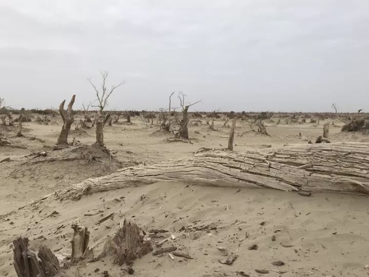 逃离阴雨缠绵的上海,说走就走的3日*疆新**胡杨游你想试试吗?|附攻略