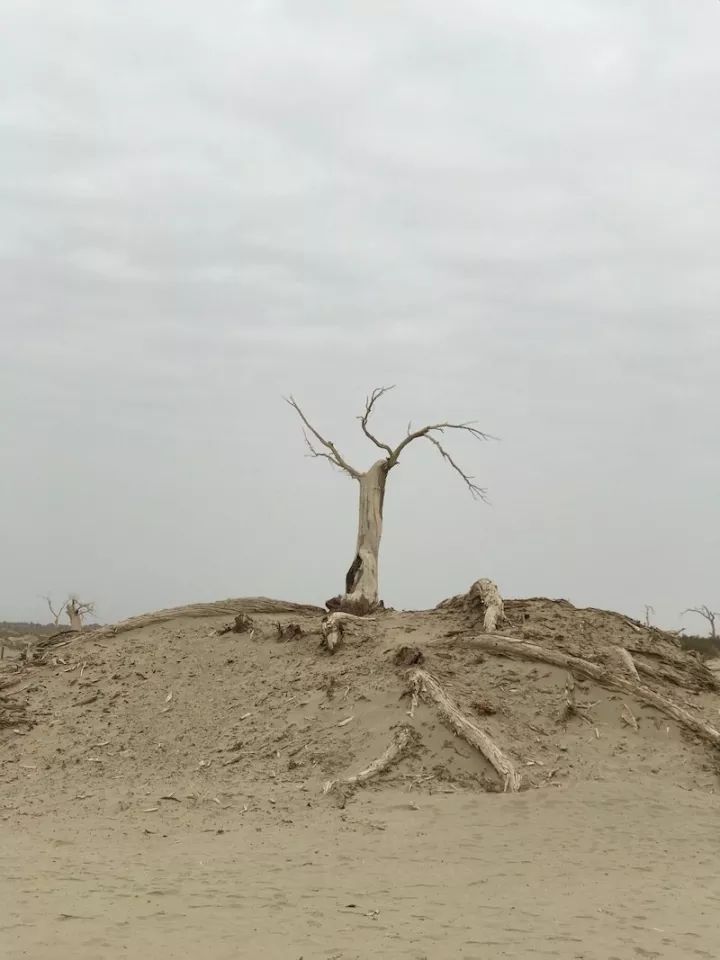 逃离阴雨缠绵的上海,说走就走的3日*疆新**胡杨游你想试试吗?|附攻略