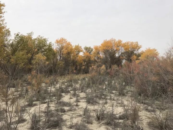 逃离阴雨缠绵的上海,说走就走的3日*疆新**胡杨游你想试试吗?|附攻略