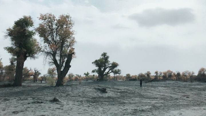 逃离阴雨缠绵的上海,说走就走的3日*疆新**胡杨游你想试试吗?|附攻略