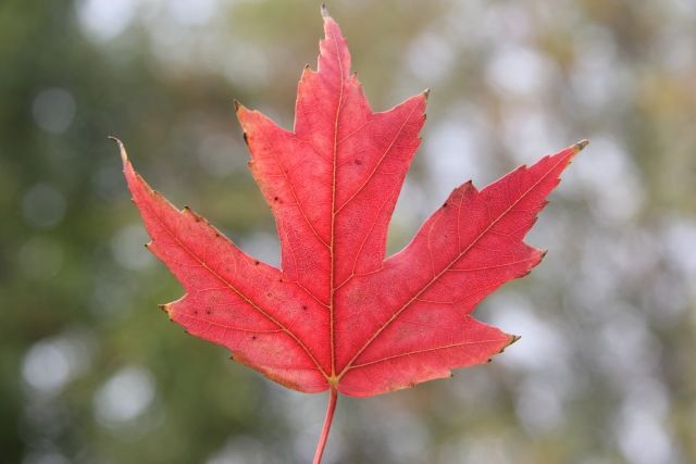 「光影天财」wow!你的口红中有一枚天财枫叶!