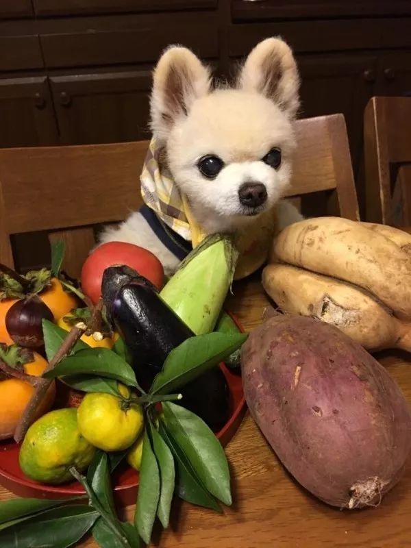 俊介犬舍推荐,俊介犬猫