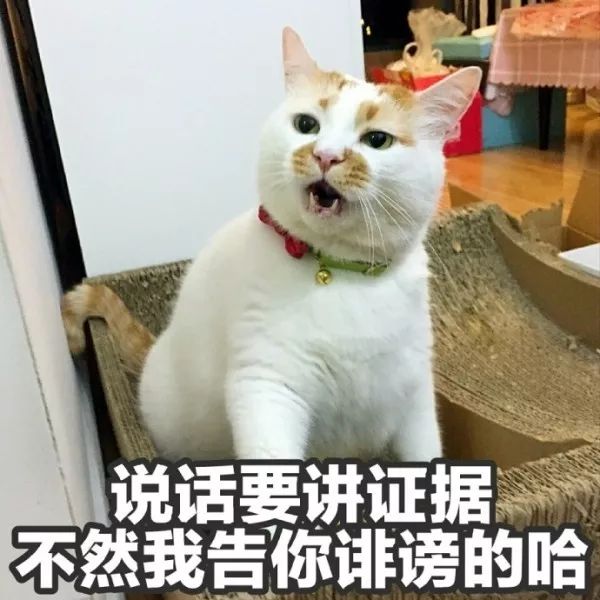 俊介犬舍推荐,俊介犬猫